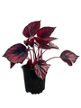 Red Kiss Rex Begonia Plant - 4.5" Pot - Great Houseplant