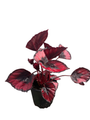 Red Kiss Rex Begonia Plant - 4.5" Pot - Great Houseplant