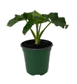 Super Dwarf Atom Philodendron - Easy House Plant - 4" Pot
