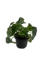 Super Dwarf Atom Philodendron - Easy House Plant - 4" Pot