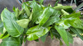 Rare Jose Buono Philodendron - 4" Pot - Collector's Series