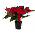 Premium Red Poinsettia - 4.5" Pot - Live Plant - Holiday Color