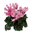 Light Pink/Dark Pink Edge BiColor Persian Violet - Cyclamen - 2.5" Pot