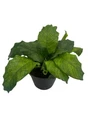 Rare Mosaic Prayer Plant - Network Calathea - Calathea mosaicca - 4" Pot