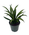 Rare Lilliput Snake Plant - Sansevieria trifasciata hybrid - 4" Pot
