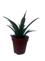 Rare Lilliput Snake Plant - Sansevieria trifasciata hybrid - 4" Pot