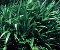 Pandan Spice Plant - Amaryllifolius pandanus - Indoors/Out-Live Plant 2.5" Pot