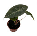 Alocasia Pink Princess - Elephant Ears - Pink Stems - 2.5" Pot