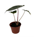Alocasia Pink Princess - Elephant Ears - Pink Stems - 2.5" Pot