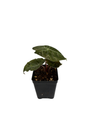 Alocasia Pink Princess - Elephant Ears - Pink Stems - 2.5" Pot