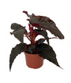 Black Magic Begonia Plant - 3.7" Pot - Excellent Houseplant