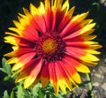 Monarch Mix Blanket Flower - Gaillardia - 25 Seeds