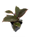 Hirt's Strawberry & Cream Ruby Rubber Tree Plant - Ficus - 2.5" Pot