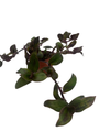 Hijau baru Tradescantia -Gothic-2.5" Pot - Trailing House Plant