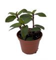 Hijau baru Tradescantia -Gothic-2.5" Pot - Trailing House Plant