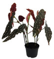 Rare Polka Dot Bat Wing Begonia Plant - Begonia maculata - 4" Pot