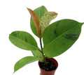 Rare Elastica 'shivereana' Ficus - Moonshine Rubber Tree  - 4" Pot