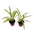 Ocean Spider Plant - 2 Plants 2" Pots - Cleans the Air