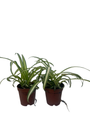 Ocean Spider Plant - 2 Plants 2" Pots - Cleans the Air