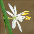 Ocean Spider Plant - 2 Plants 3" Pots - Easy House Plant