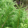 CEDAR RAPIDS™ False Cypress -Chamaecyparis pisifera - Proven Winners - 4" Pot