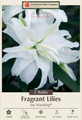 My Wedding Double Oriental Lily 2 Bulbs 16/18cm - White Double