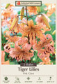 Pink Giant Tiger Lily - 2 Bulbs 14/16cm - Light Pink