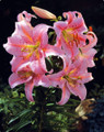 Josephine Oriental Lily - 2 Bulbs -16/18 cm