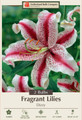Dizzy Oriental Lily - 2 Bulbs 16/18cm - Bi-Colored Brilliance