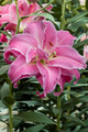 Lotus Wonder Oriental Lily - 2 Bulbs 16/18cm - Candy Pink Double Blooms