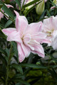 Lotus Queen Oriental Lily - 2 Bulbs 16/18cm - Pink Double Blooms