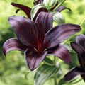 Nightrider Asiatic Hybrid Lily - 2 Bulbs 14/16cm