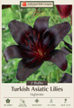 Nightrider Asiatic Hybrid Lily - 2 Bulbs 14/16cm