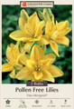 Fata Morgana Double Asiatic Lily - 2 Bulbs 14/16 cm - Bright Yellow