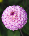 Genova Ball Flowering Dahlia - 2 Root Clumps - Lavender