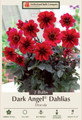 Dark Angel Dracula Dahlia 2 Root Clumps - Dark Foliage - Compact Growth