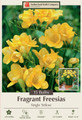 Yellow Single Freesia 15 Bulbs - Indoors/Out - Fragrant - 6/+ cm Bulbs