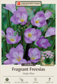 Blue Single Freesia - 20 Bulbs - Indoors/Out - Fragrant - 6/+ cm Bulbs