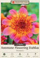 Floorinoor Powder-Puff Dahlia 2 Bulb Clumps - Bright Pink and Orange