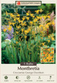 George Davidson Crocosmia - 5 Bulbs 8/10 cm - Very Hardy