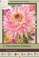 Romantique Decorative Dahlia - #1 Size Root Clump -Blush Colored Blooms