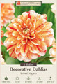 Striped Nagano Decorative Dahlia - 2 Root Clumps
