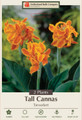 Taroudant Canna - 2 Rhizomes - 2/3 Eye - NEW
