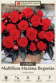 Switzerland Multiflora Maxima Begonia - 2 Bulbs 6/+cm Bulbs - Dark Foliage