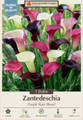 Purple Rain Mixture - Calla Lily Bulb - Zantedeschia - 14/16 cm - 3 Bulbs