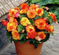 Yellow & Red Picotee Double Begonia - 2 Bulbs 7/+cm