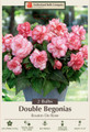 Double Bouton de Rose Begonia - 2 Bulbs - 7/+ cm