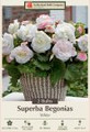 Superba Begonia White - 2 Bulbs 6/+cm Bulbs
