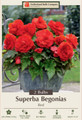 Superba Begonia Red - 2 Bulbs 6/+cm Bulbs