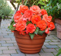 Superba Begonia Salmon - 2 Bulbs 6/+cm Bulbs